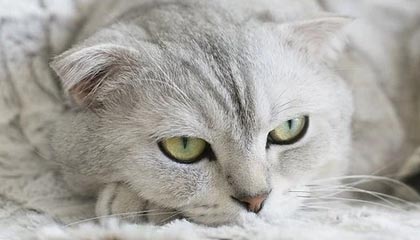 华体会科室-欧足联颁奖：切尔西将帅收获颇丰